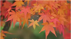 イロハモミジ